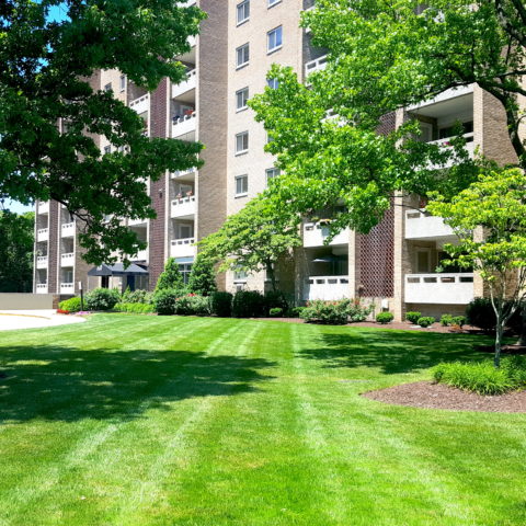 Shrub Ground Cover